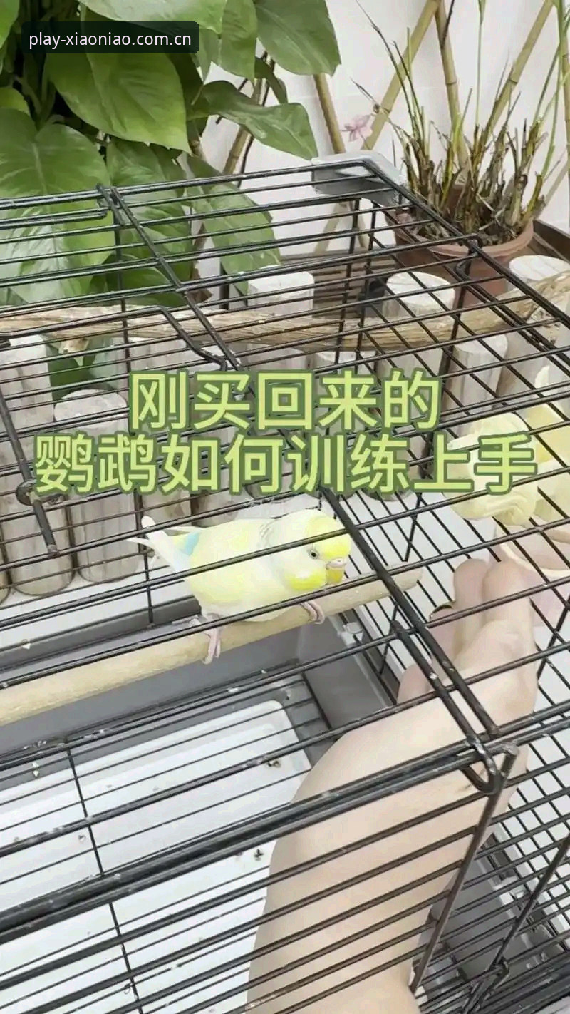 小鸟体育专业版详解：新手快速上手指南